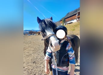 Welsh A (Mountain Pony), Gelding, 6 years, 11.2 hh, Black