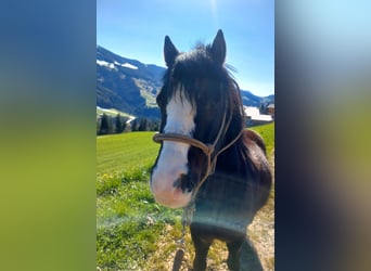 Welsh A (Mountain Pony), Gelding, 6 years, 11.2 hh, Black