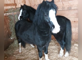 Welsh A (Mountain Pony), Gelding, 6 years, 11.2 hh, Black