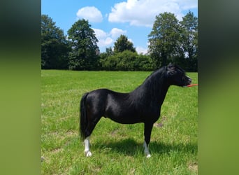 Welsh A (Mountain Pony), Gelding, 6 years, 11.2 hh, Black