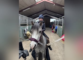 Welsh A (Mountain Pony), Gelding, 6 years, 11.2 hh, Grey