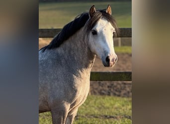 Welsh A (Mountain Pony), Gelding, 6 years, 11.2 hh, Grey