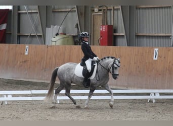 Welsh A (Mountain Pony), Gelding, 6 years, 11.2 hh, Grey