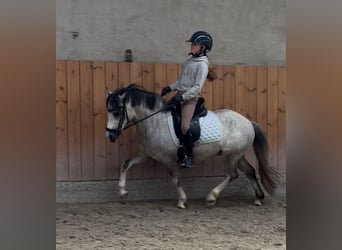 Welsh A (Mountain Pony), Gelding, 6 years, 11.2 hh, Grey