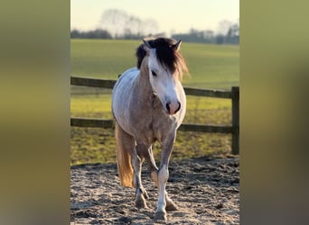 Welsh A (Mountain Pony), Gelding, 6 years, 11.2 hh, Grey