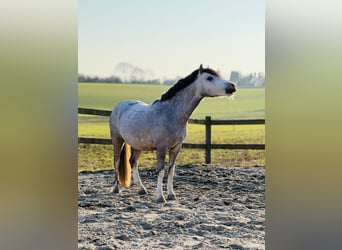Welsh A (Mountain Pony), Gelding, 6 years, 11.2 hh, Grey