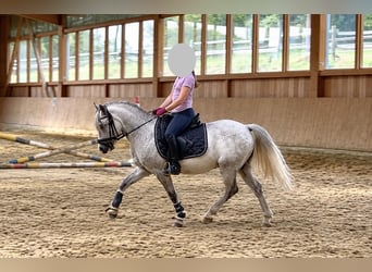 Welsh A (Mountain Pony), Gelding, 6 years, 11.2 hh, Grey