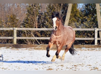 Welsh A (Mountain Pony), Gelding, 6 years, 11.2 hh, Roan-Bay