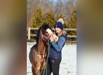 Welsh A (Mountain Pony), Gelding, 6 years, 11.2 hh, Roan-Bay