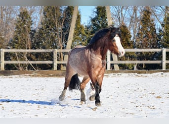 Welsh A (Mountain Pony), Gelding, 6 years, 11.2 hh, Roan-Bay
