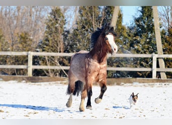 Welsh A (Mountain Pony), Gelding, 6 years, 11.2 hh, Roan-Bay