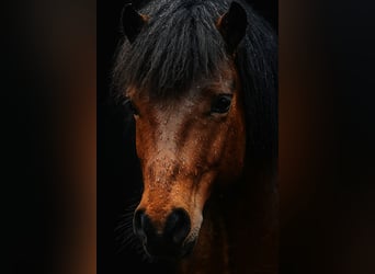 Welsh A (Mountain Pony) Mix, Gelding, 6 years, 11 hh, Brown