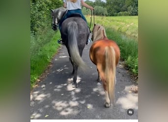 Welsh A (Mountain Pony), Gelding, 6 years, 11 hh, Chestnut-Red