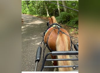 Welsh A (Mountain Pony), Gelding, 6 years, 11 hh, Chestnut-Red