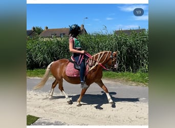 Welsh A (Mountain Pony), Gelding, 6 years, 11 hh, Chestnut-Red