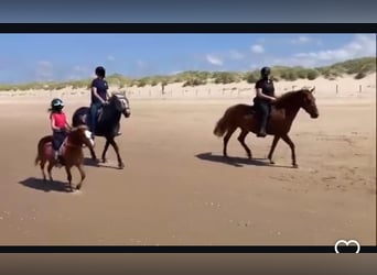 Welsh A (Mountain Pony), Gelding, 6 years, 11 hh, Chestnut-Red