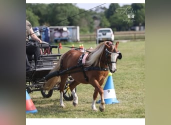 Welsh A (Mountain Pony), Gelding, 6 years, 11 hh, Chestnut-Red