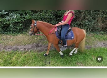 Welsh A (Mountain Pony), Gelding, 6 years, 11 hh, Chestnut-Red