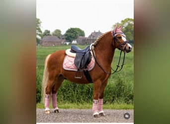 Welsh A (Mountain Pony), Gelding, 6 years, 11 hh, Chestnut-Red