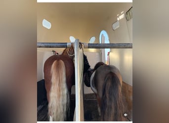 Welsh A (Mountain Pony), Gelding, 6 years, 11 hh, Chestnut-Red