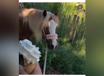 Welsh A (Mountain Pony), Gelding, 6 years, 11 hh, Chestnut-Red