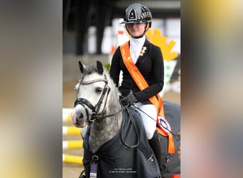 Welsh A (Mountain Pony), Gelding, 6 years, 11,1 hh, Gray