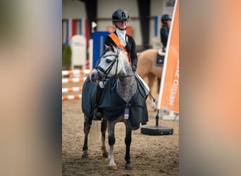 Welsh A (Mountain Pony), Gelding, 6 years, 11,1 hh, Gray