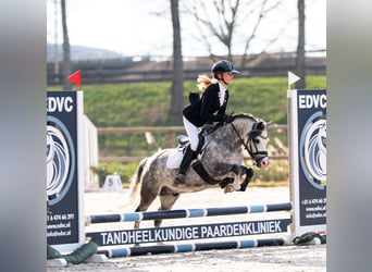 Welsh A (Mountain Pony), Gelding, 6 years, 11,1 hh, Gray