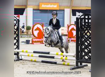 Welsh A (Mountain Pony), Gelding, 6 years, 11,1 hh, Gray