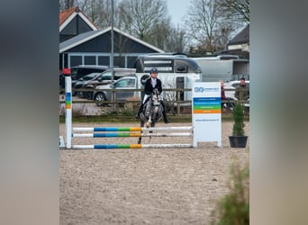 Welsh A (Mountain Pony), Gelding, 6 years, 11,1 hh, Gray