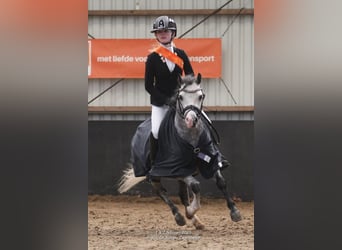 Welsh A (Mountain Pony), Gelding, 6 years, 11,1 hh, Gray