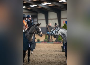 Welsh A (Mountain Pony), Gelding, 6 years, 11,1 hh, Gray