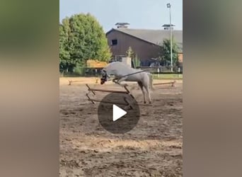 Welsh A (Mountain Pony), Gelding, 6 years, 11,1 hh, Palomino