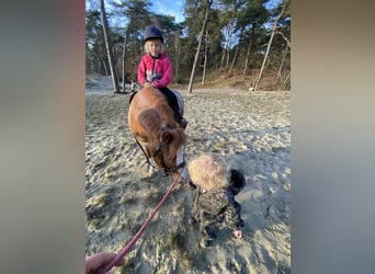 Welsh A (Mountain Pony), Gelding, 6 years, 11,1 hh, Roan-Red