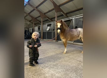 Welsh A (Mountain Pony), Gelding, 6 years, 11,1 hh, Roan-Red