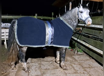 Welsh A (Mountain Pony), Gelding, 6 years, 12 hh, Grey-Dapple
