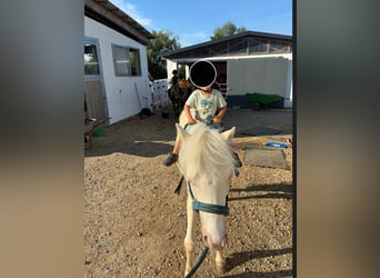 Welsh A (Mountain Pony), Gelding, 6 years, Cremello