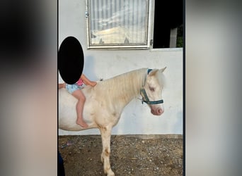 Welsh A (Mountain Pony), Gelding, 6 years, Cremello