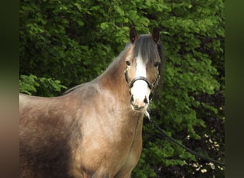 Welsh A (Mountain Pony), Gelding, 7 years, 11.2 hh, Brown