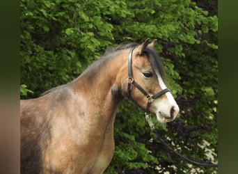 Welsh A (Mountain Pony), Gelding, 7 years, 11.2 hh, Brown