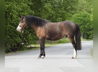Welsh A (Mountain Pony), Gelding, 7 years, 11.2 hh, Brown