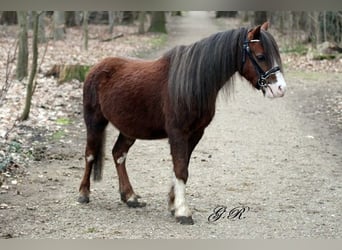 Welsh A (Mountain Pony), Gelding, 7 years, 11.2 hh, Chestnut