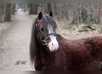 Welsh A (Mountain Pony), Gelding, 7 years, 11.2 hh, Chestnut