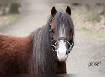 Welsh A (Mountain Pony), Gelding, 7 years, 11.2 hh, Chestnut