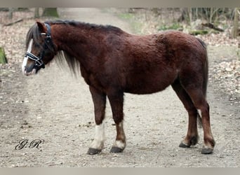 Welsh A (Mountain Pony), Gelding, 7 years, 11.2 hh, Chestnut