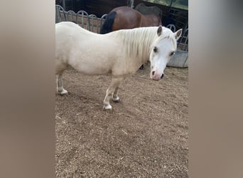 Welsh A (Mountain Pony), Gelding, 7 years, 11,2 hh, Palomino