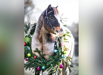 Welsh A (Mountain Pony), Gelding, 7 years, 11,2 hh