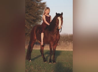 Welsh A (Mountain Pony), Gelding, 7 years, 12.1 hh, Bay