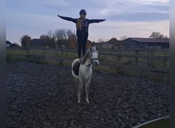 Welsh A (Mountain Pony), Gelding, 7 years, 12.2 hh, Grey