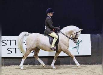Welsh A (Mountain Pony), Gelding, 7 years, 12.2 hh, Palomino